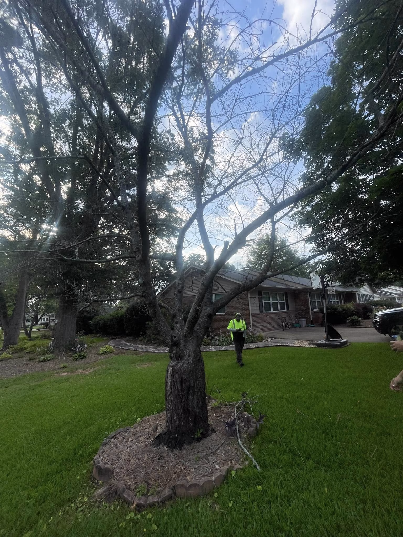 Tree Cutting Service in Cherry Grove SC