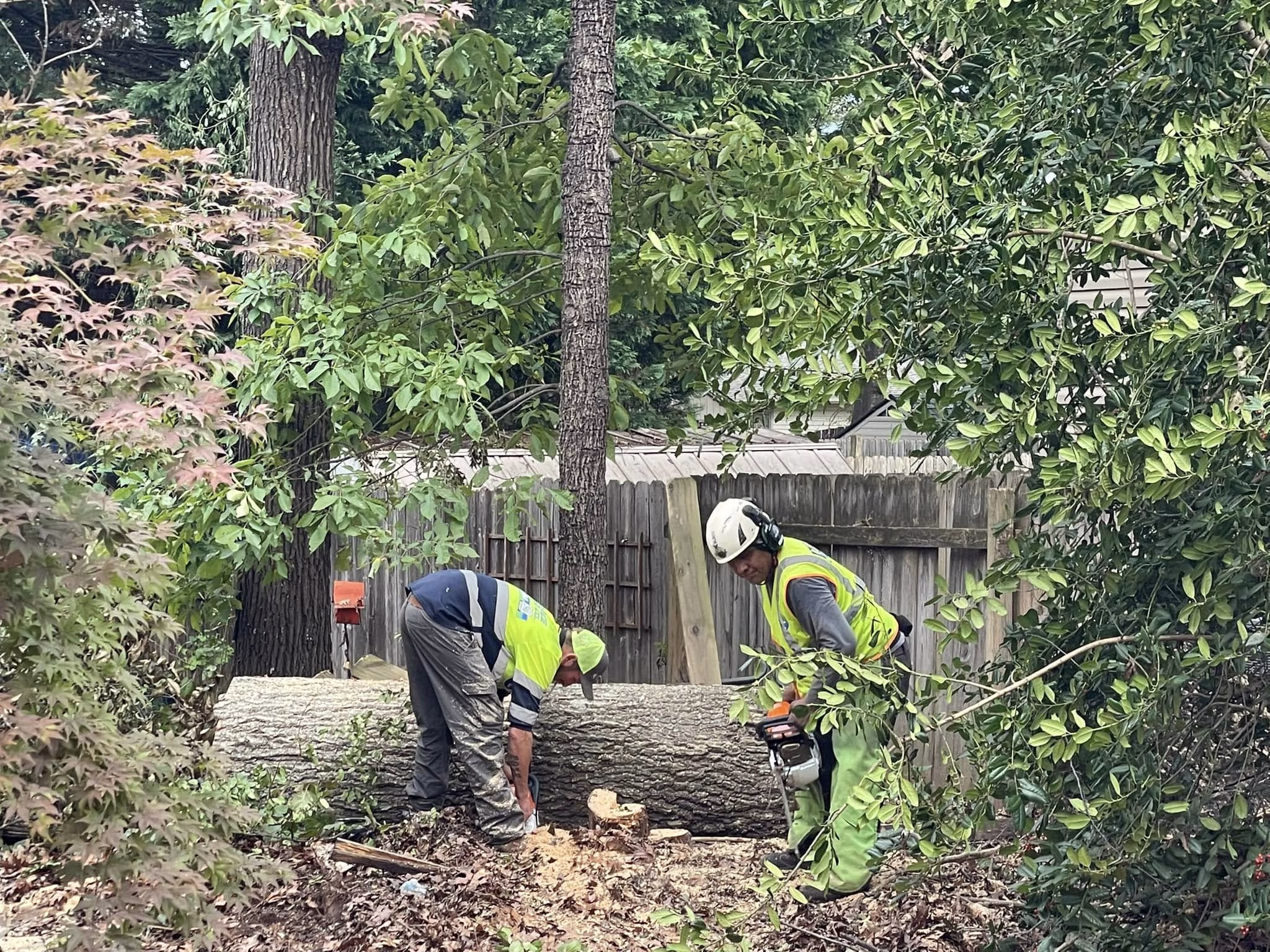 Stump Grinding in Georgetown SC