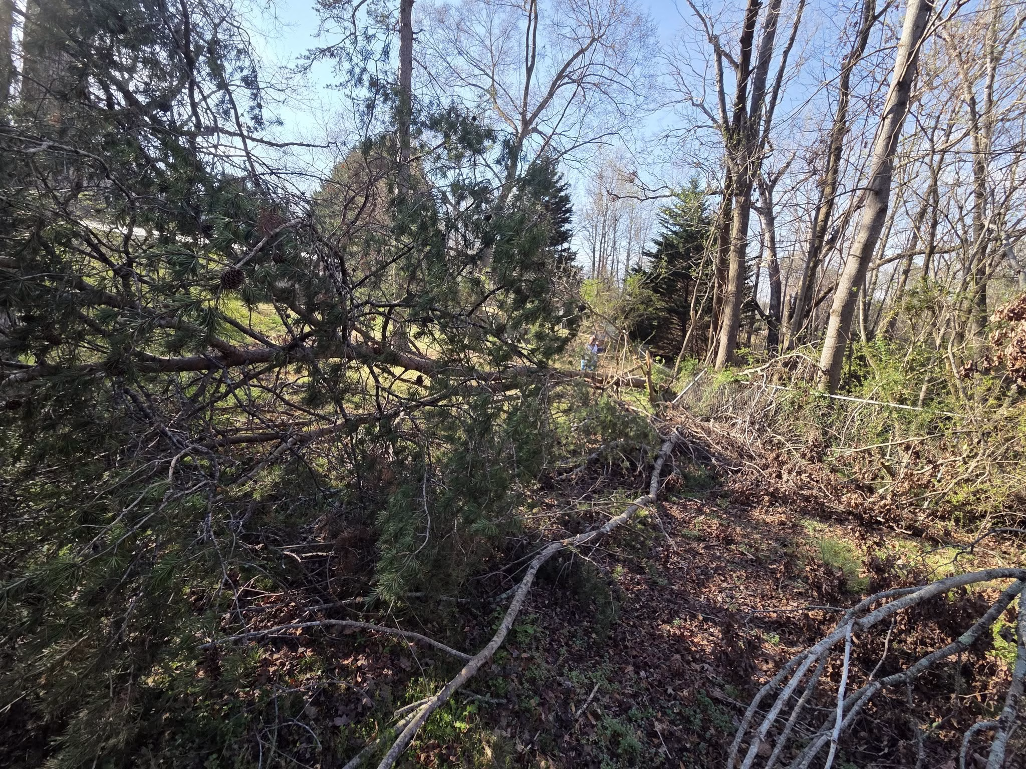 Fallen Tree Removal in Longs SC
